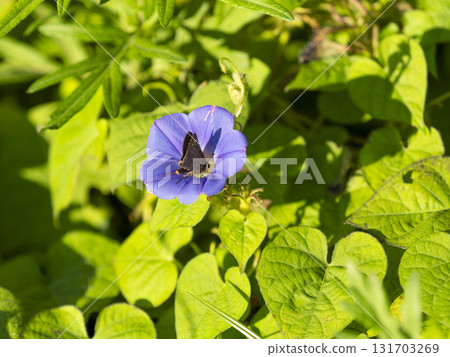 一隻弄蝶正在從牽牛花中吸取花蜜 131703269