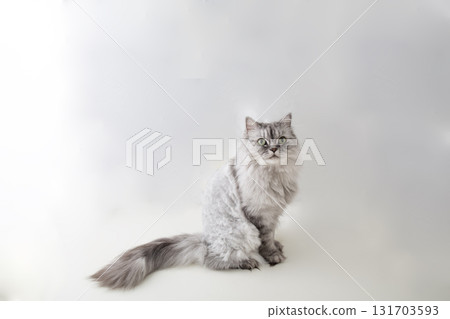 白色背景的可愛貓咪 131703593
