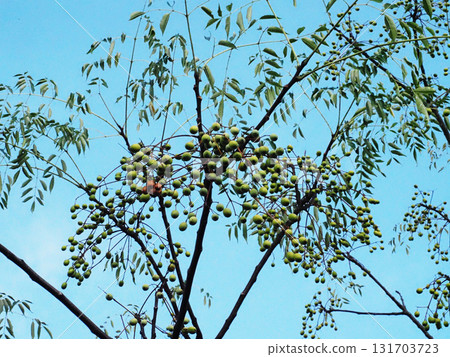 Blue sky and a riverbank filled with fruit (blue fruit on a branch of sandalwood) 131703723