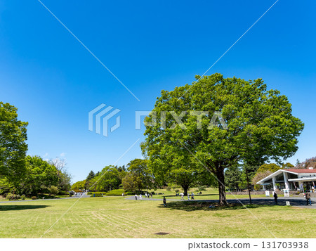 A refreshing view of early summer in a park with large trees and dazzling new greenery A refreshing view of early summer in a park with large trees and dazzling new greenery 131703938