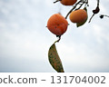 成為樹的柿子 131704002