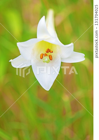 Flowers and plants around the house, various in the four seasons. In vacant lots and bushes, the delicate white petals of the lily of the valley have bloomed. 131704025