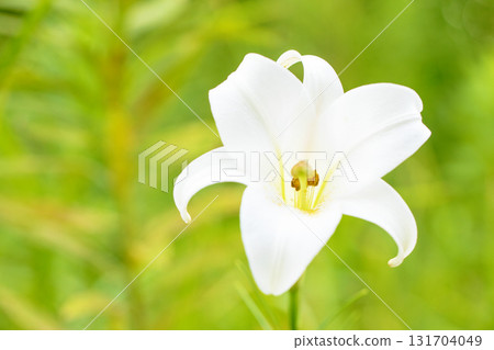 房子周圍的花朵在四個季節都有不同的變化。 131704049