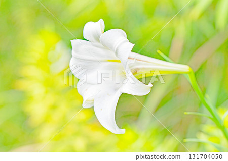 Flowers and plants around the house, various in the four seasons. In vacant lots and bushes, the delicate white petals of the lily of the valley have bloomed. Flowers and plants around the house, various in the four seasons. In vacant lots and bushes, the delicate white petals of the lily of the valley have bloomed. 131704050