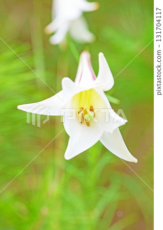 Flowers and plants around the house, various in the four seasons. In vacant lots and bushes, the delicate white petals of the lily of the valley have bloomed. 131704117