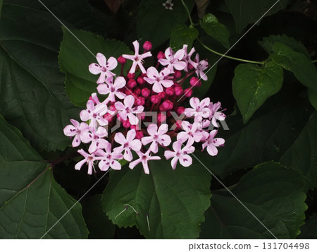 紅紫色牡丹花和花蕾(牡丹鹿角,花瓣為粉紅色) 紅紫色牡丹花和花蕾(牡丹鹿角,花瓣為粉紅色) 131704498