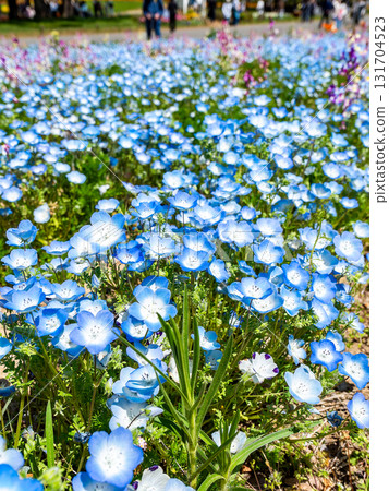Beautiful nemophila flowers in early summer against the blue sky Beautiful nemophila flowers in early summer against the blue sky 131704523