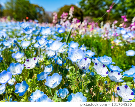 初夏，藍天映襯下，美麗的粉蝶盛開 131704530