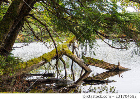 長野縣南佐久郡小海町佐久穗町十月八岳白木池幽靈森林水面 長野縣南佐久郡小海町佐久穗町十月八岳白木池幽靈森林水面 131704582