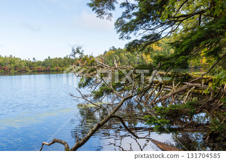 Sakuho Town, Koumi Town, Minamisaku District, Nagano Prefecture, October, Yatsugatake Shirakomi Pond, water surface Sakuho Town, Koumi Town, Minamisaku District, Nagano Prefecture, October, Yatsugatake Shirakomi Pond, water surface 131704585