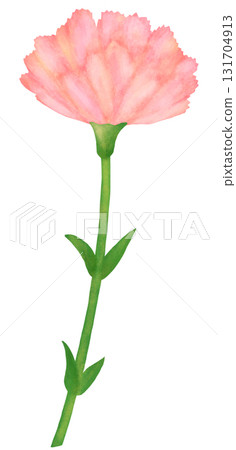 一株粉紅色康乃馨的插圖 一株粉紅色康乃馨的插圖 131704913