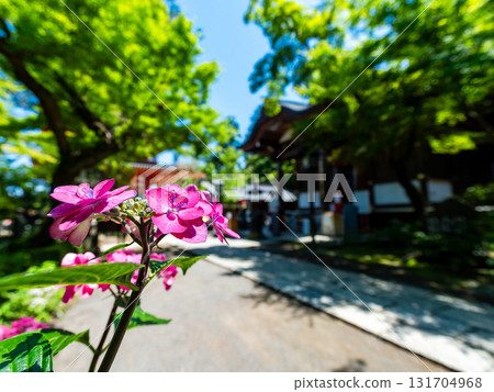 Fresh and beautiful hydrangeas blooming within the temple grounds Fresh and beautiful hydrangeas blooming within the temple grounds 131704968