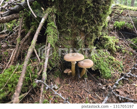 Armillaria under mossy tree | Mushrooms at the base of a mossy tree 131705197