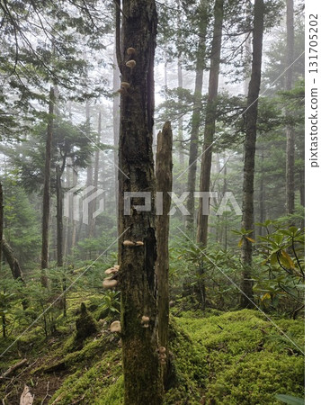 霧林中枯樹上的鳴竹 131705202