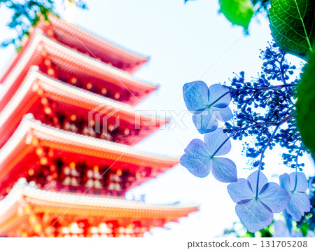 Pale blue hydrangea flowers with a vermilion five-story pagoda in the background 131705208