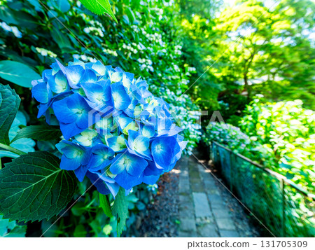 盛開的繡球花為雨季增添光彩 131705309