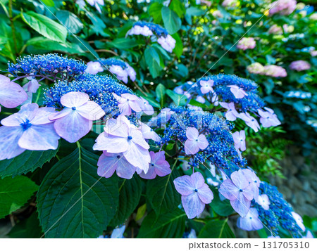 盛開的繡球花為雨季增添光彩 131705310