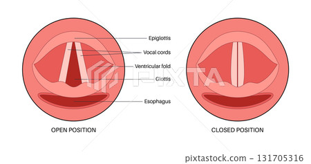 Vocal cords anatomy 131705316