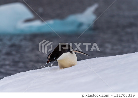 Adelie Penguin standing on an iceberg Adelie Penguin standing on an iceberg 131705339