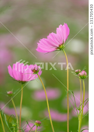 Pink cosmos flowers blooming in autumn field 131705430