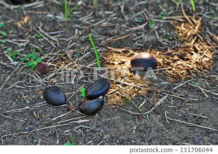 Camellia fruit lying on the ground (autumn, September) 131706044