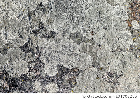 Rugged gray rock surface featuring textured limestone with subtle lichens Rugged gray rock surface featuring textured limestone with subtle lichens 131706219