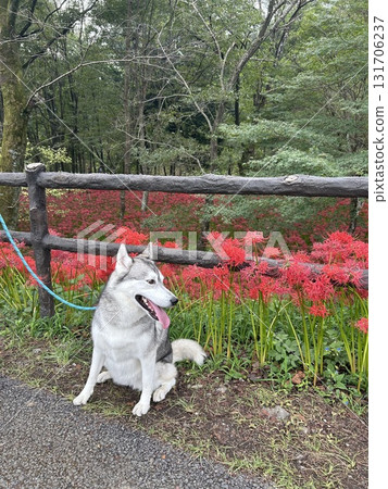 西伯利亞雪橇犬和紅花 西伯利亞雪橇犬和紅花 131706237