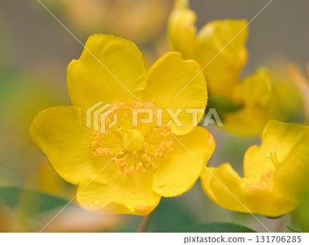 Yellow St. John's wort Yellow St. John's wort 131706285