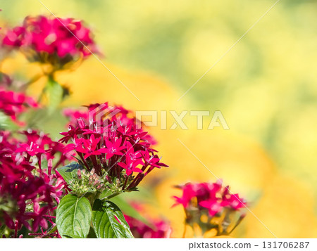 Red pentas flowers 131706287