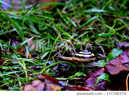 一隻蝸牛爬在沾滿晨露的草地上 131706379