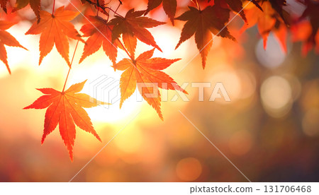 Maple leaves bathed in autumn light Maple leaves bathed in autumn light 131706468
