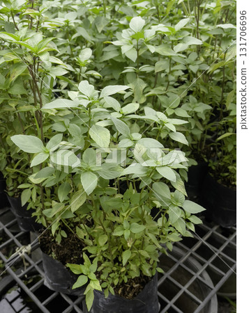 Relaxing view of natural greenery of tropical foliage plant 131706696