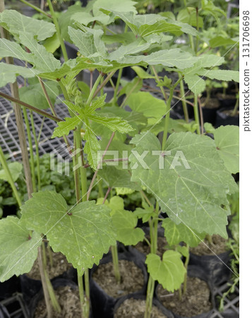 Relaxing view of natural greenery of tropical foliage plant Relaxing view of natural greenery of tropical foliage plant 131706698