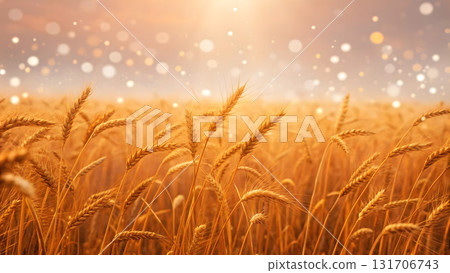 Golden wheat field under sunlight with sparkling particles in the air during sunset 131706743