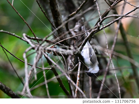 鱈魚坐在樹枝上 131706756