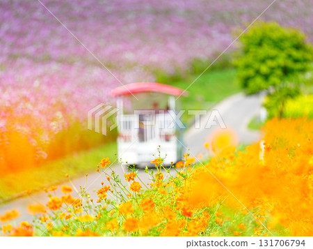 太陽之丘遠輕公園北海道大波斯菊的絕景 131706794