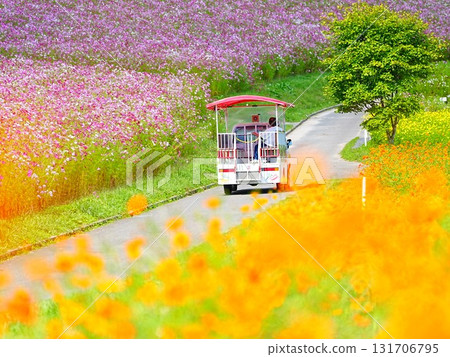 A superb view of Hokkaido Cosmos field at Taiyo no Oka Engaru Park 131706795