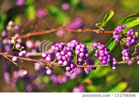 Purple fruit (autumn, September) 131706806