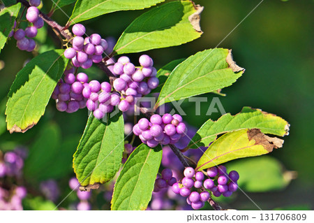 Purple fruit (autumn, September) Purple fruit (autumn, September) 131706809