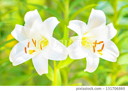 Flowers around the house, various in the four seasons. In early summer, large, refreshing white lilies bloomed in the flower beds of the botanical garden. Flowers around the house, various in the four seasons. In early summer, large, refreshing white lilies bloomed in the flower beds of the botanical garden. 131706860