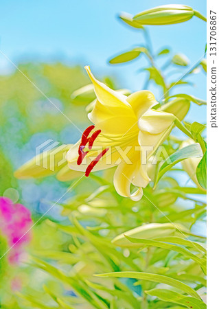 房屋周圍鮮花盛開,四季各異,初夏,植物園的花壇盛開著新鮮的白百合。 房屋周圍鮮花盛開,四季各異,初夏,植物園的花壇盛開著新鮮的白百合。 131706867