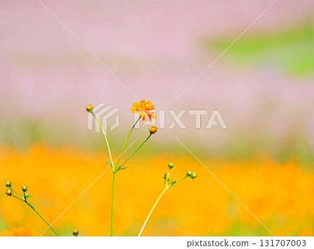 太陽之丘遠輕公園北海道大波斯菊的絕景 131707003