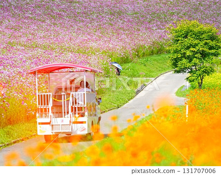 A superb view of Hokkaido Cosmos field at Taiyo no Oka Engaru Park A superb view of Hokkaido Cosmos field at Taiyo no Oka Engaru Park 131707006