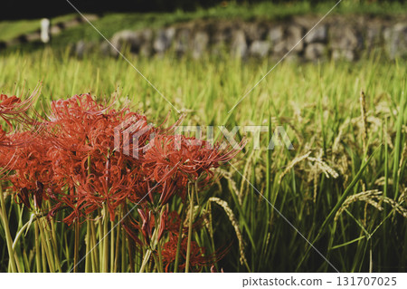 In autumn, red red spider lilies bloom beside rice fields. In autumn, red red spider lilies bloom beside rice fields. 131707025