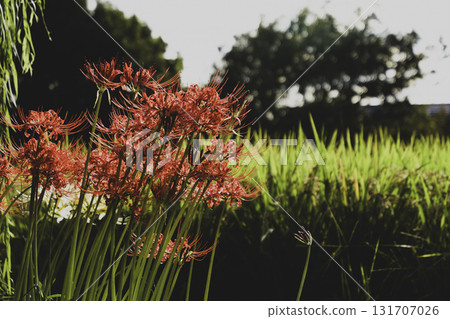 In autumn, red red spider lilies bloom beside rice fields. In autumn, red red spider lilies bloom beside rice fields. 131707026