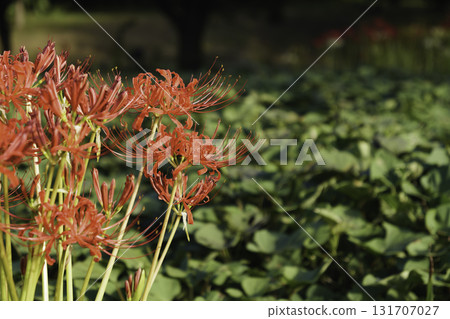 In autumn, red red spider lilies bloom beside rice fields. In autumn, red red spider lilies bloom beside rice fields. 131707027