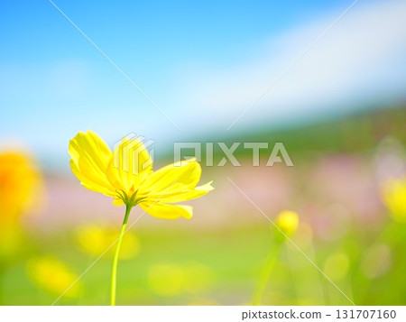 A superb view of Hokkaido Cosmos field at Taiyo no Oka Engaru Park A superb view of Hokkaido Cosmos field at Taiyo no Oka Engaru Park 131707160