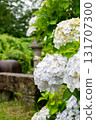 黑羽城跡公園的繡球花 131707300