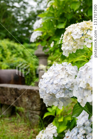 黑羽城跡公園的繡球花 黑羽城跡公園的繡球花 131707300