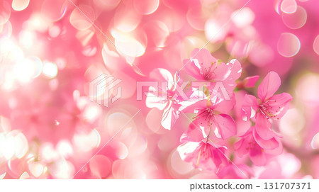 Cherry blossom in full bloom. Cherry flowers in branch. Focus on center flower cluster. 131707371